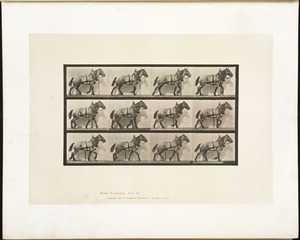 Animal locomotion. Plate 567