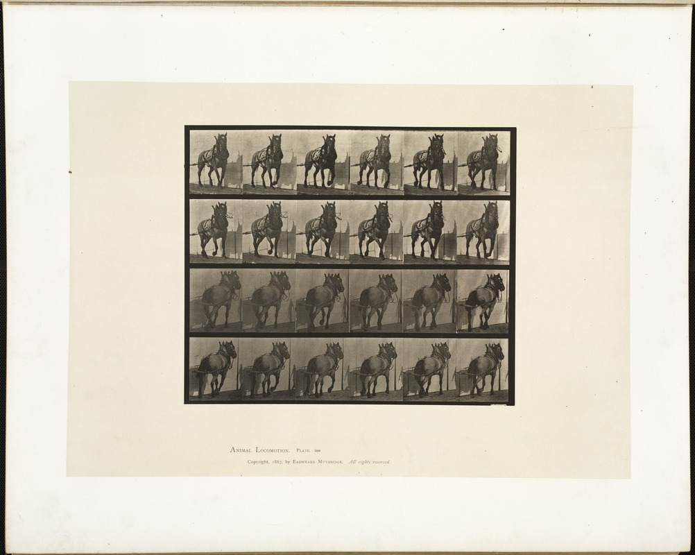 Animal locomotion. Plate 568