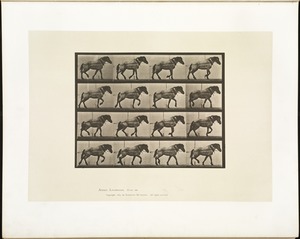 Animal locomotion. Plate 569