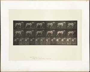 Animal locomotion. Plate 571