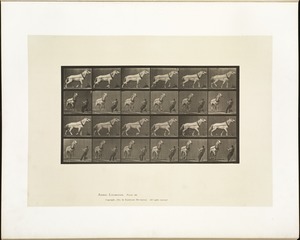 Animal locomotion. Plate 573