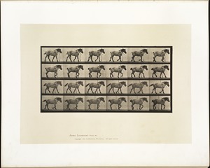 Animal locomotion. Plate 574
