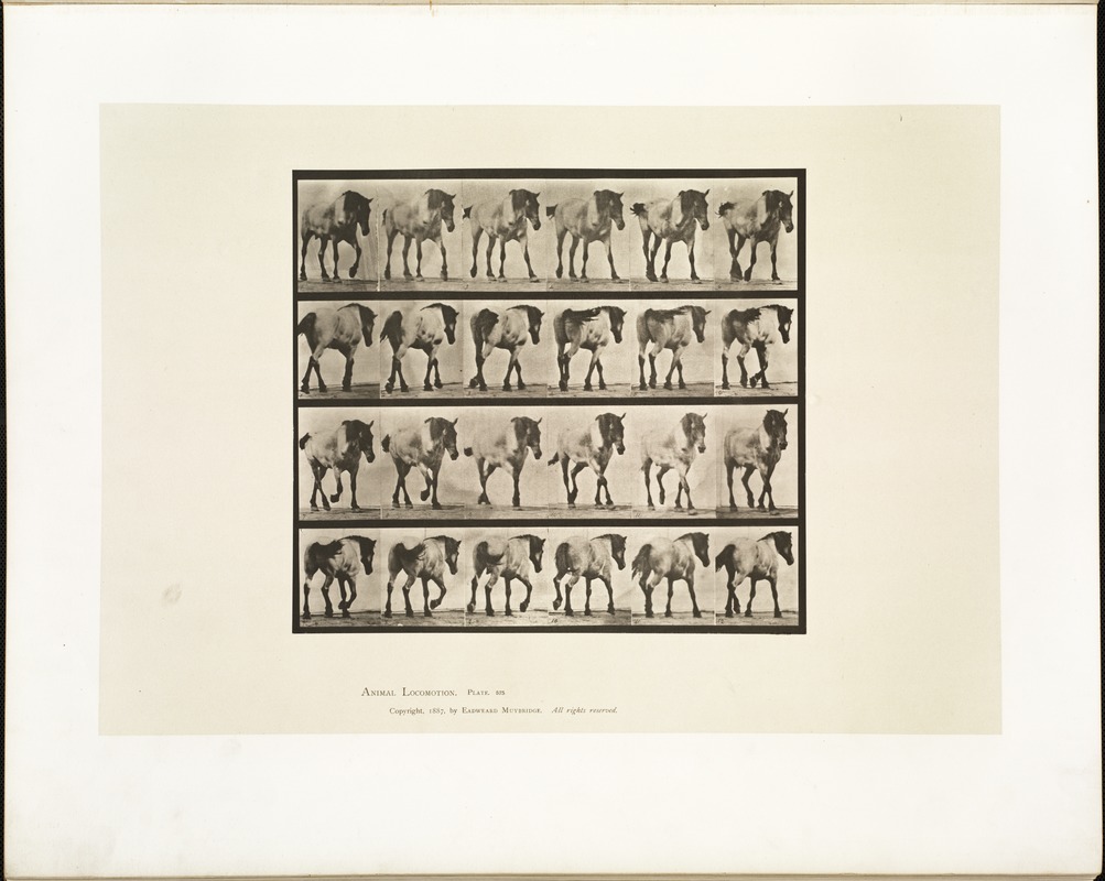 Animal locomotion. Plate 575