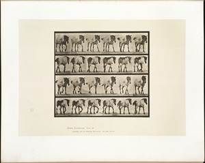 Animal locomotion. Plate 575
