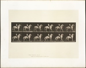 Animal locomotion. Plate 577