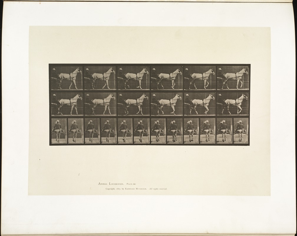 Animal locomotion. Plate 585