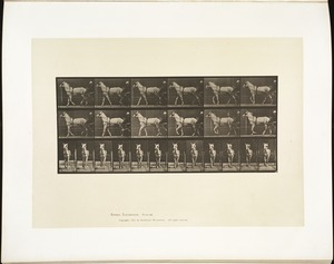 Animal locomotion. Plate 586