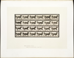 Animal locomotion. Plate 609