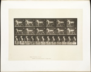 Animal locomotion. Plate 610