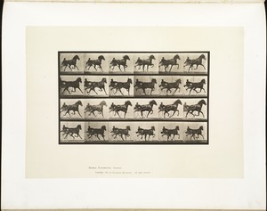 Animal locomotion. Plate 613