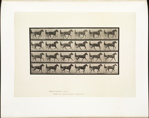 Animal locomotion. Plate 614