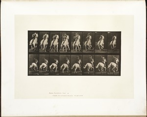 Animal locomotion. Plate 634