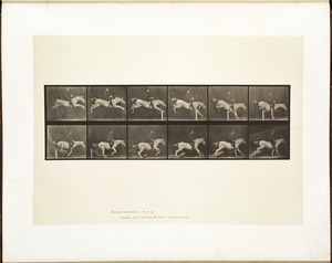 Animal locomotion. Plate 641