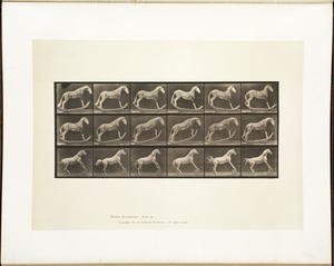 Animal locomotion. Plate 649