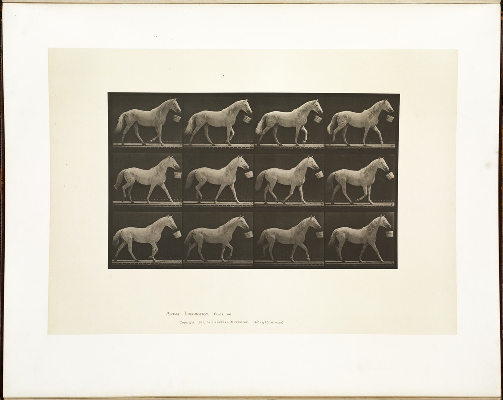 Animal locomotion. Plate 650