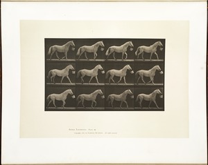 Animal locomotion. Plate 650