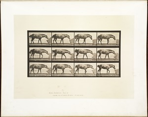 Animal locomotion. Plate 657