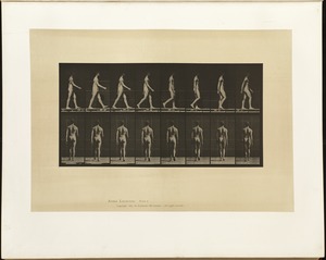 Animal locomotion. Plate 8