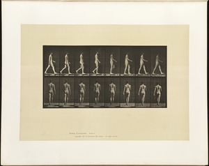 Animal locomotion. Plate 9