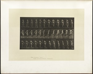 Animal locomotion. Plate 50