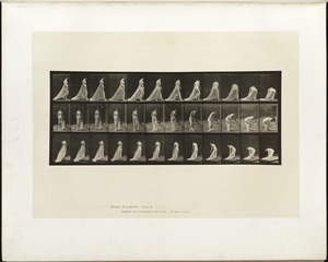 Animal locomotion. Plate 56