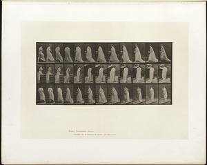 Animal locomotion. Plate 97