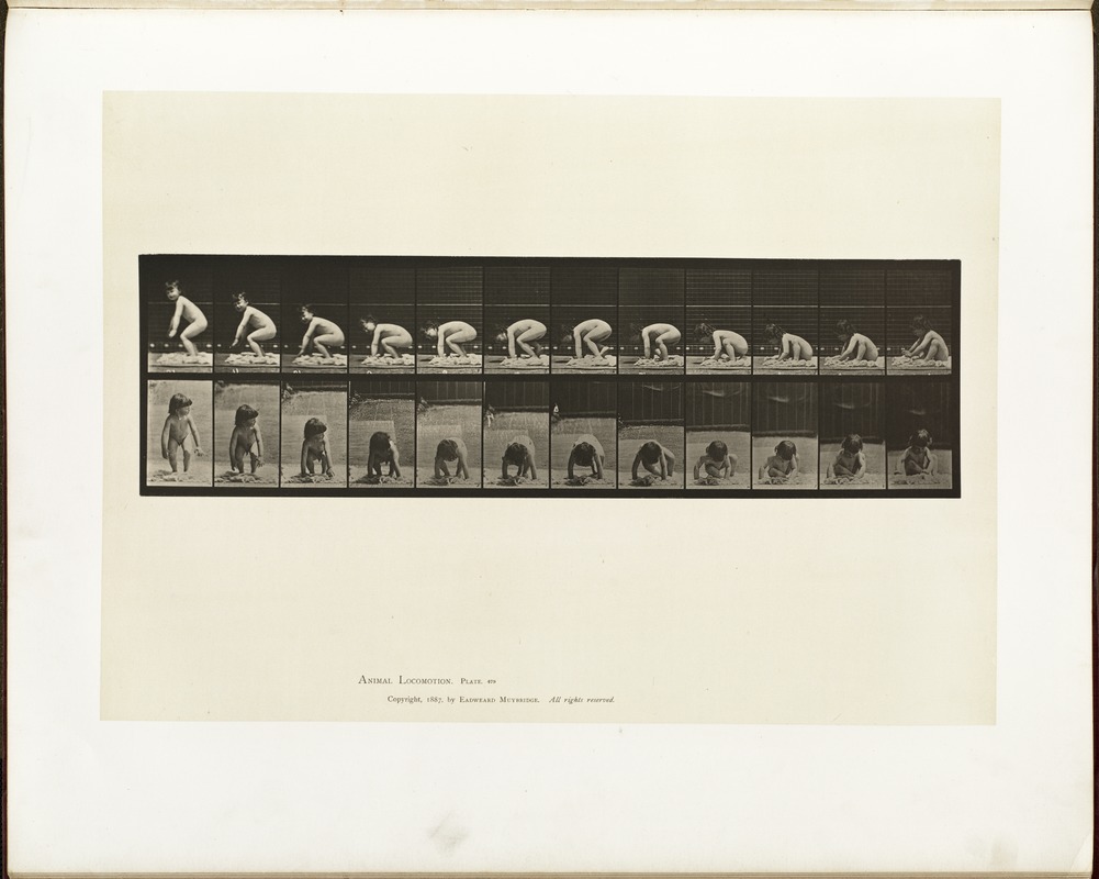 Animal locomotion. Plate 479
