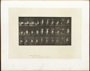 Animal locomotion. Plate 494