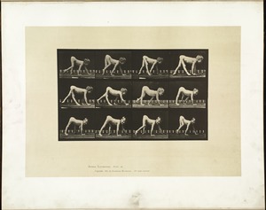 Animal locomotion. Plate 539