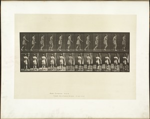 Animal locomotion. Plate 543