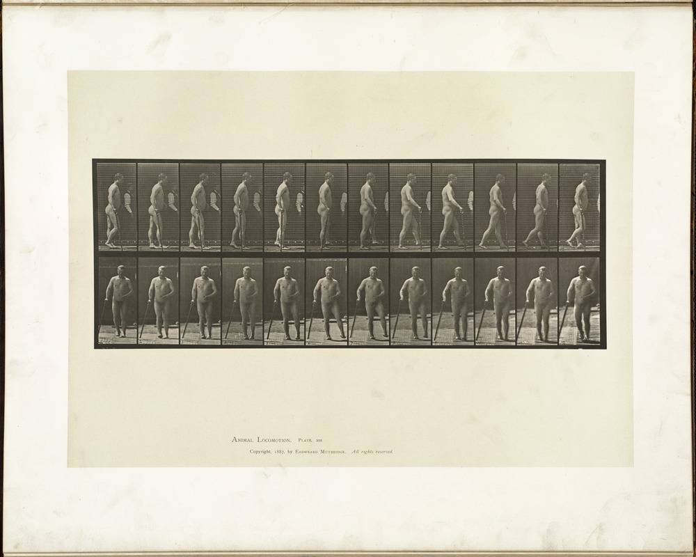 Animal locomotion. Plate 552