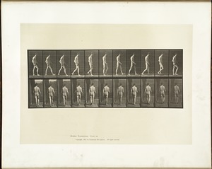 Animal locomotion. Plate 554