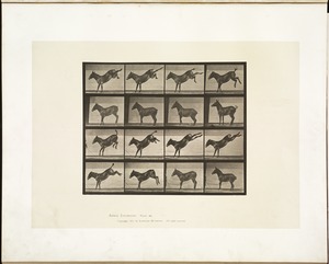 Animal locomotion. Plate 658