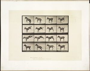 Animal locomotion. Plate 659