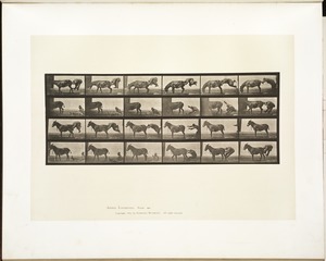 Animal locomotion. Plate 663