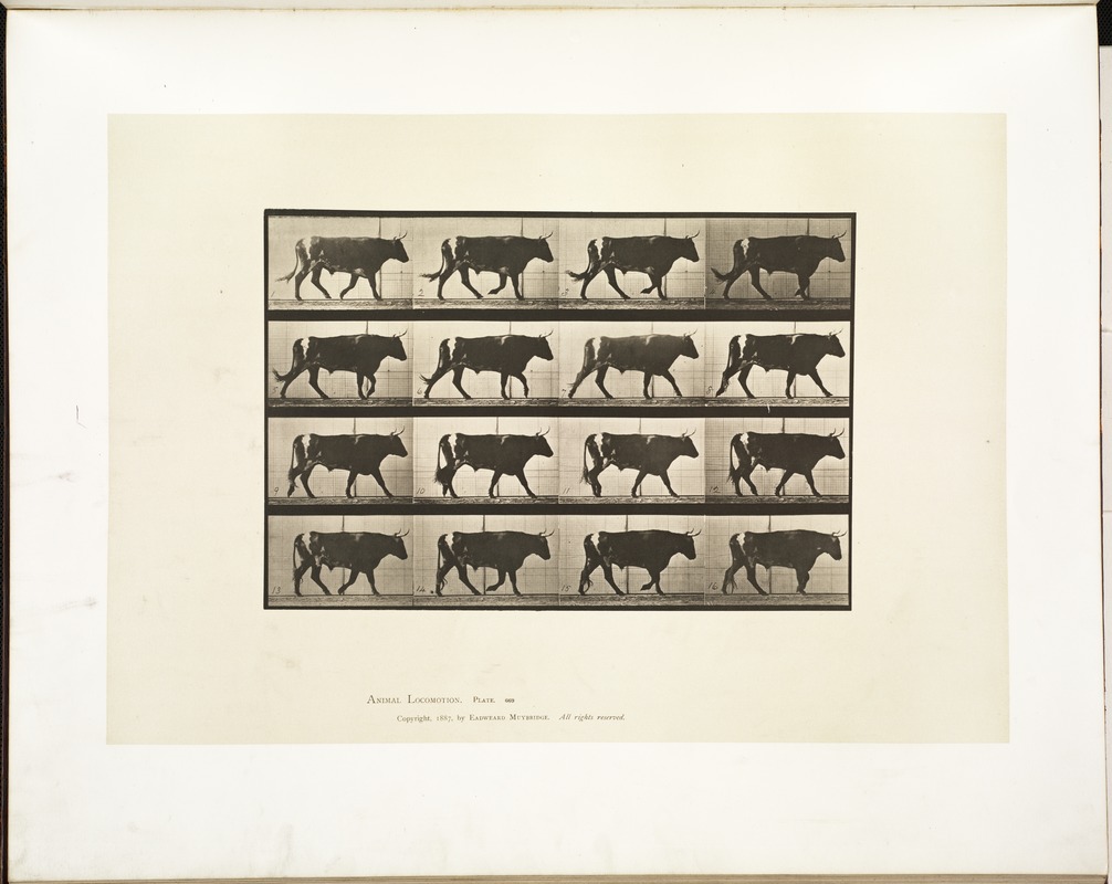 Animal locomotion. Plate 669