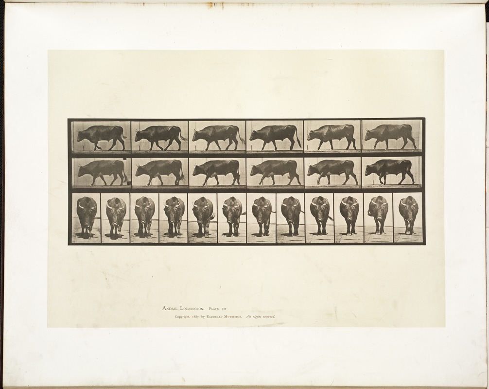 Animal locomotion. Plate 670