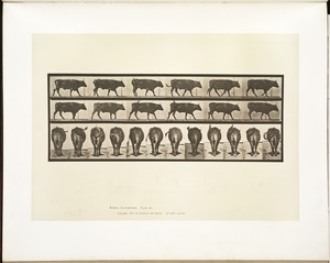 Animal locomotion. Plate 671