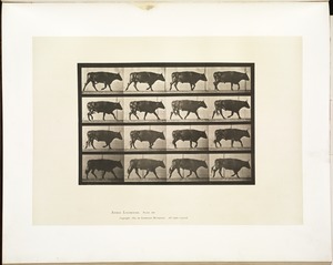 Animal locomotion. Plate 672