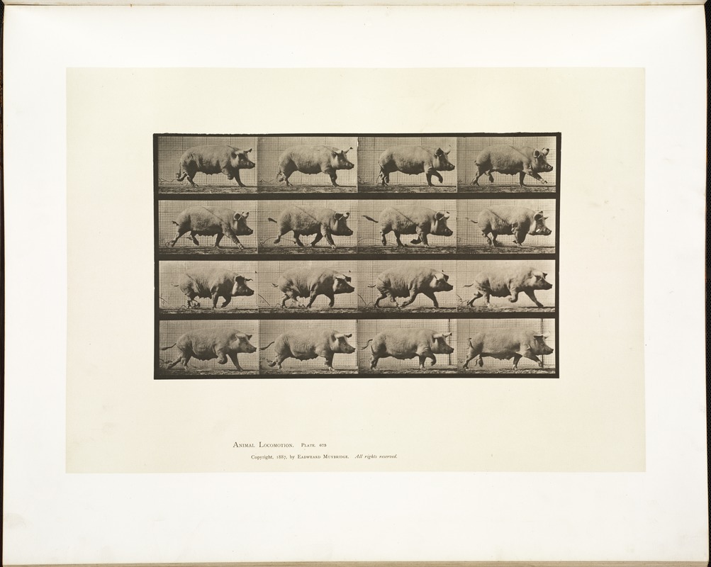 Animal locomotion. Plate 675