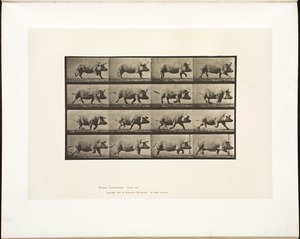 Animal locomotion. Plate 675