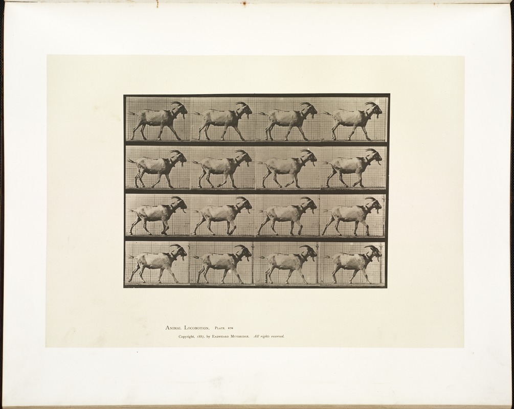 Animal locomotion. Plate 676