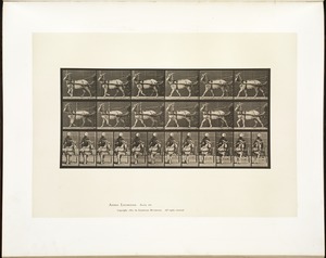 Animal locomotion. Plate 677