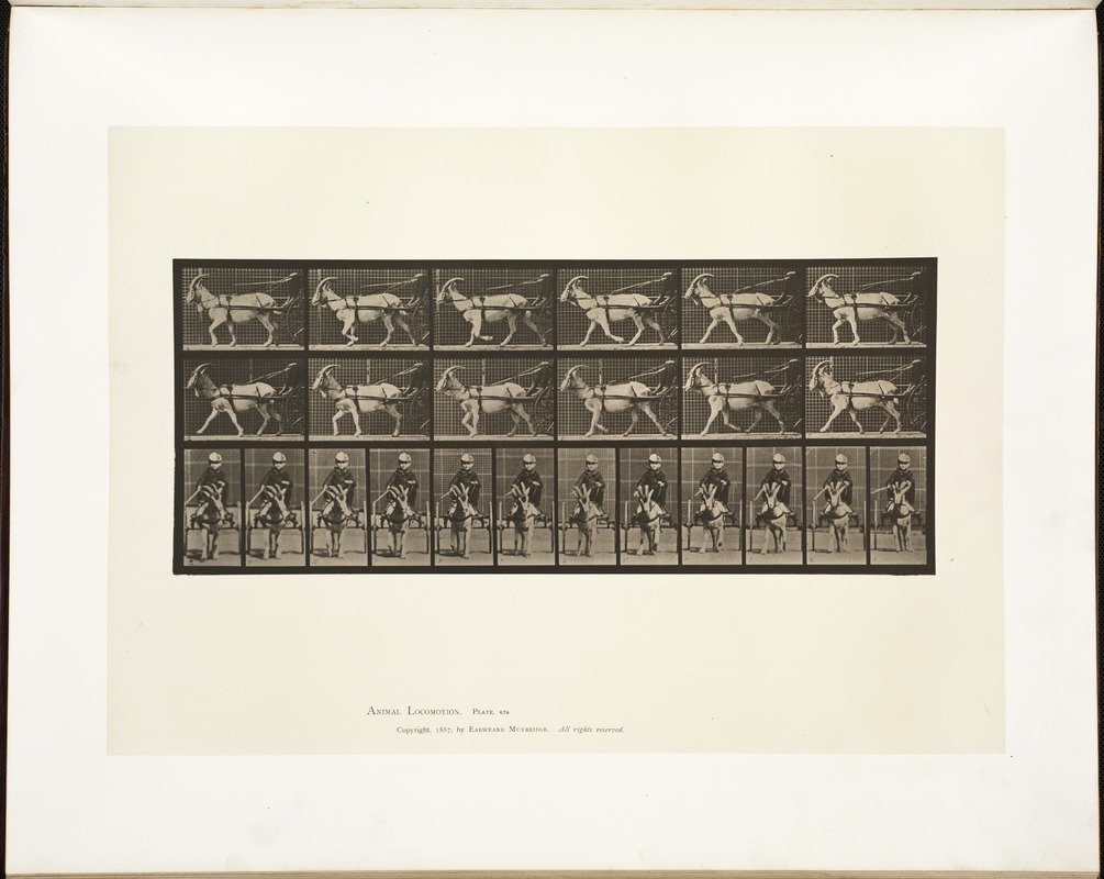 Animal locomotion. Plate 678