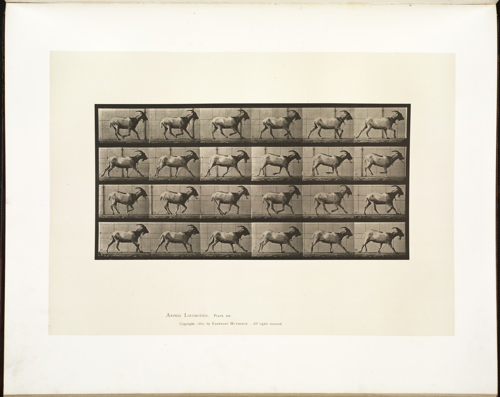 Animal locomotion. Plate 679