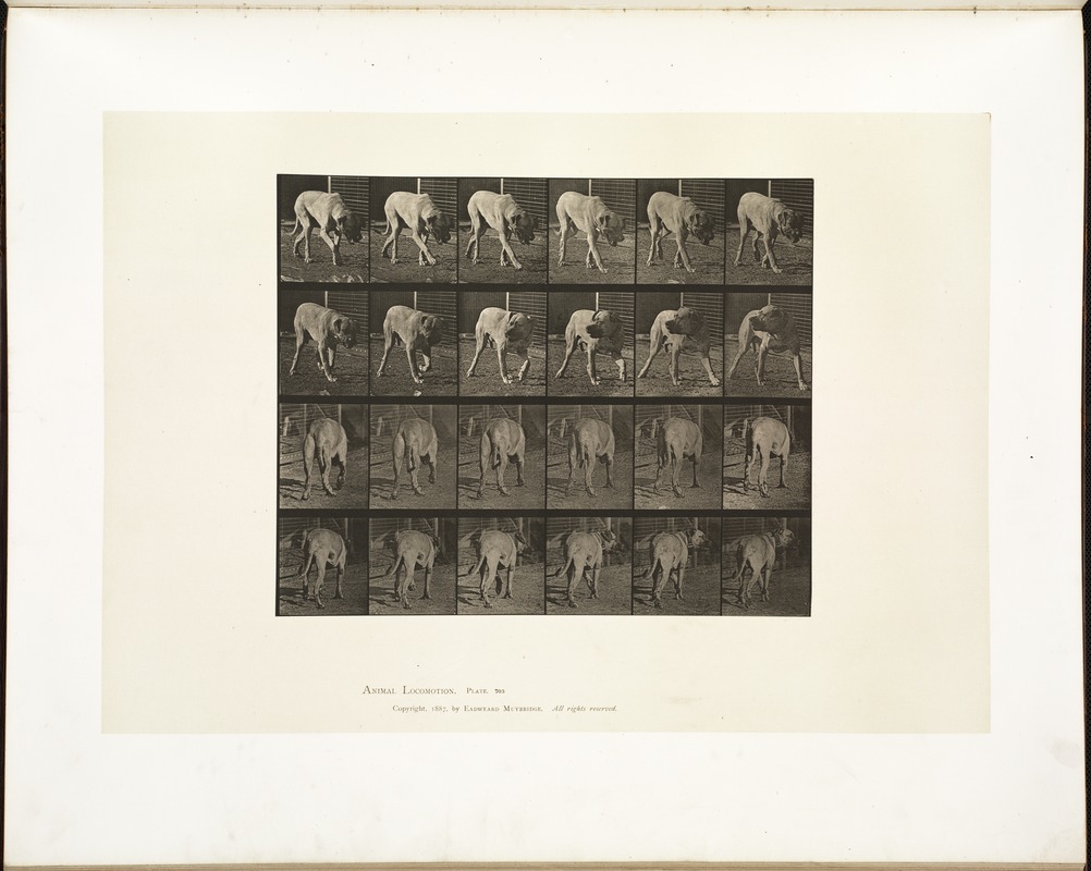 Animal locomotion. Plate 703