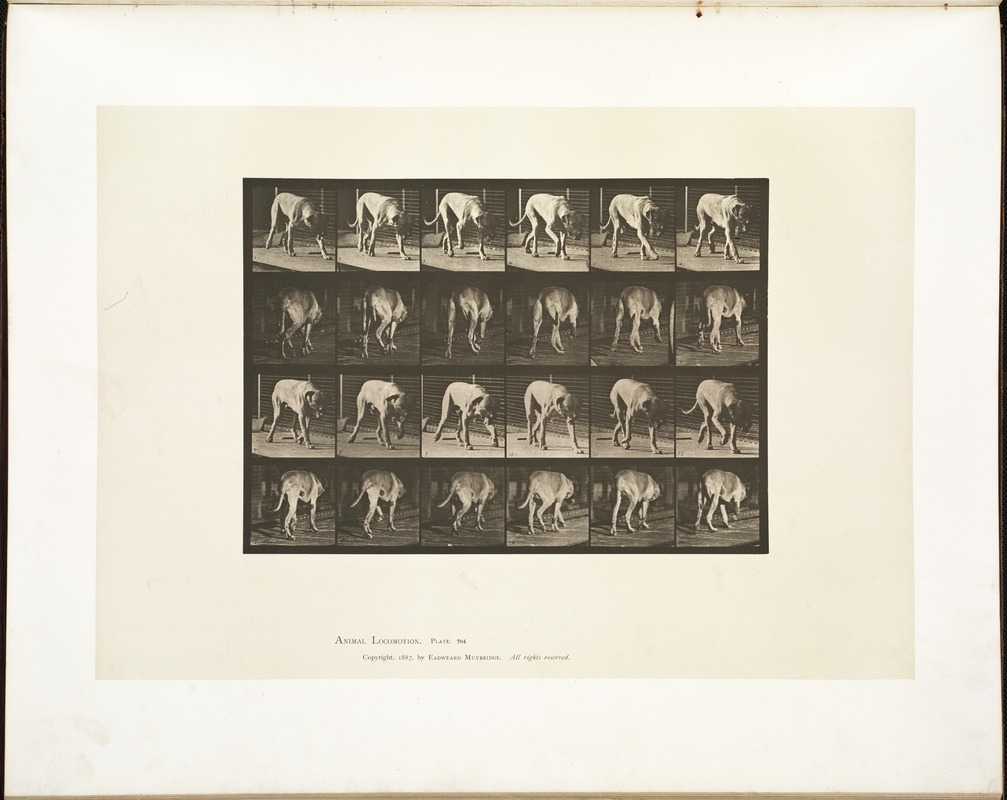 Animal locomotion. Plate 704