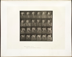 Animal locomotion. Plate 705