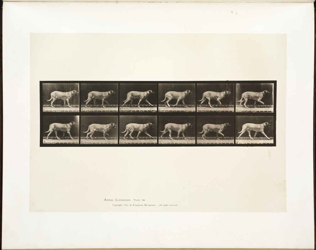 Animal locomotion. Plate 706