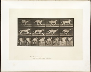 Animal locomotion. Plate 707